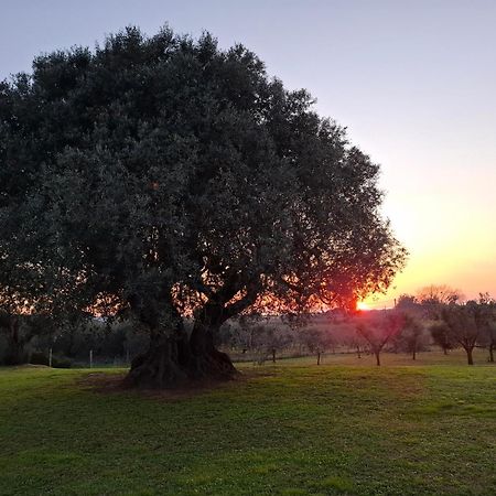 Agriturismo Il Vecchio Olivo กัสตาลเญโต การ์ดุชชี ภายนอก รูปภาพ
