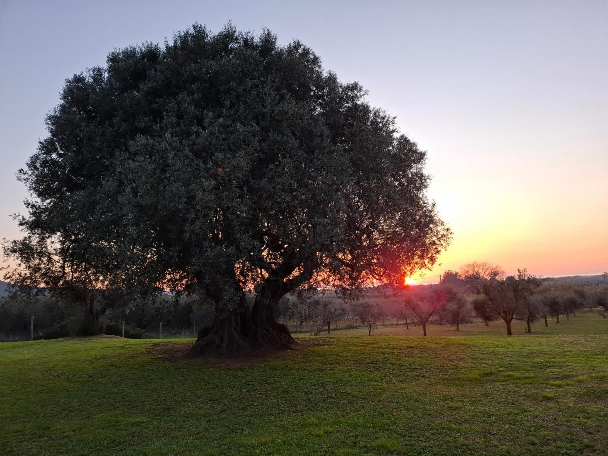 Agriturismo Il Vecchio Olivo กัสตาลเญโต การ์ดุชชี ภายนอก รูปภาพ